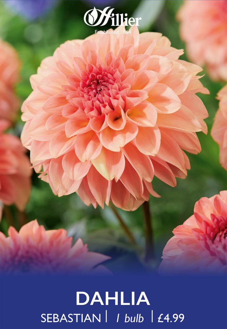 8718641997284 1 Dahlia Sebastian.jpg